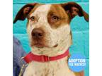 Adopt Zippey a Pit Bull Terrier