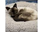 Adopt Aslana a Siamese