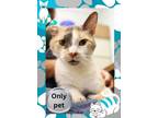 Adopt Camzy a Domestic Short Hair