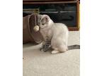 Adopt NC - CP Sapphire a Siamese, Domestic Short Hair