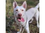 Adopt Maizee a Jindo, Husky