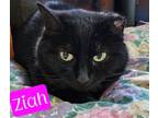 Adopt Ziah a Domestic Short Hair