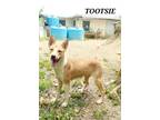 Adopt TOOTSIE a Husky