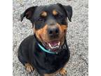 Adopt Lucky a Rottweiler