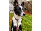 Adopt Paisley a Border Collie, Shepherd