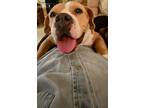 Adopt LILLY a Pit Bull Terrier, Mixed Breed