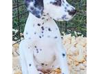 Dalmatian Puppy for sale in Punta Gorda, FL, USA
