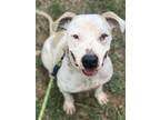 Adopt Noodles a Pit Bull Terrier, Mixed Breed