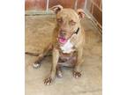 Adopt Mrs. Jones a American Staffordshire Terrier, Mixed Breed