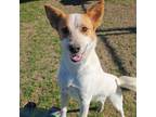 Adopt Vermont a Cattle Dog, Mixed Breed