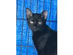 Adopt Fuzzy-courtesy listing (Susie) a Bombay, Domestic Short Hair