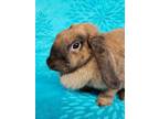 Adopt Flops a Lop Eared