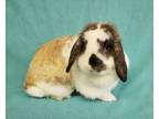 Adopt Carrot a Lop Eared