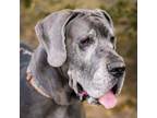 Adopt Indy a Great Dane