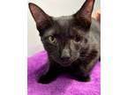 Adopt One-Eyed Jacquelina a Domestic Short Hair