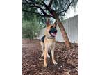 Adopt Rain a German Shepherd Dog