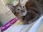 Adopt Nutmeg a Domestic Short Hair