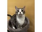 Adopt Princess a Domestic Short Hair