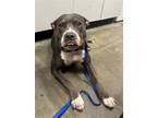 Adopt CHIKA a Staffordshire Bull Terrier