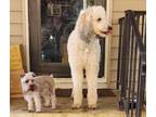 Adopt Roxanne a Standard Poodle