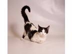 Adopt Regina a Domestic Short Hair