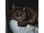 Adopt Glenda a Domestic Long Hair