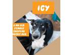 Adopt Icy a Husky, Australian Cattle Dog / Blue Heeler