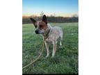 Adopt Jenny a Cattle Dog