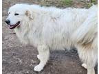 Adopt Molly a Great Pyrenees