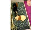 Adopt Twilight& Morning Glory a Short-Haired, Guinea Pig