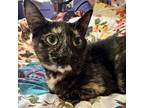 Adopt Lucy (with Gemini) a Tortoiseshell