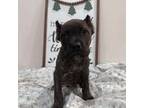 Cane Corso Puppy for sale in San Antonio, TX, USA