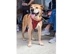 Adopt Lucy a Boxer, Labrador Retriever