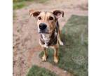 Adopt Tessa a Labrador Retriever