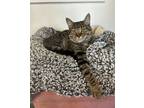 Adopt Tazz a Domestic Short Hair