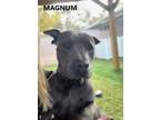 Adopt Magnum a Pit Bull Terrier