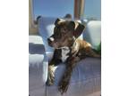 Adopt WISKEY a American Staffordshire Terrier