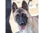 Adopt BamBam a Akita