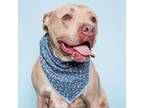 Adopt Petrie a Pit Bull Terrier