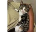 Adopt Gringo [Bonded with Conejandro] a Tabby, Domestic Short Hair