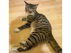 Adopt Conejandro [Bonded with Gringo] a Tabby, Domestic Short Hair