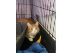 Adopt Mason a Domestic Short Hair