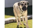 Adopt Professor X a Mastiff, Black Mouth Cur