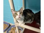 Adopt Wiggly a Domestic Short Hair