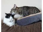 Adopt Athena & Ares a Domestic Short Hair, Tabby