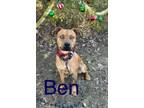 Adopt Ben 119334 a Boxer, Mixed Breed