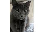 Adopt Ambrosius a American Shorthair