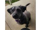 Adopt Puna a Lhasa Apso, Poodle