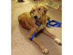 Adopt Pilot a Golden Retriever