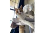 Adopt ORANGE a Domestic Short Hair